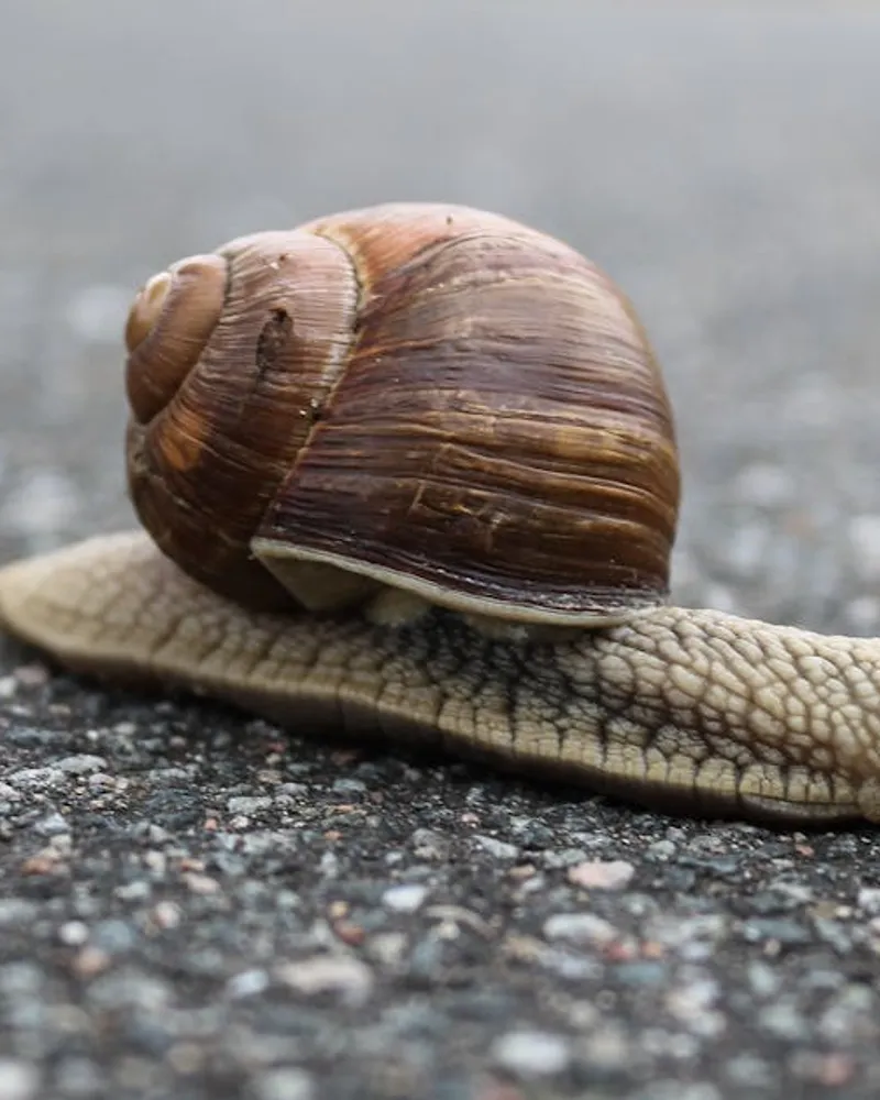 Déménagement à Jarry : astuces pour une transition réussie