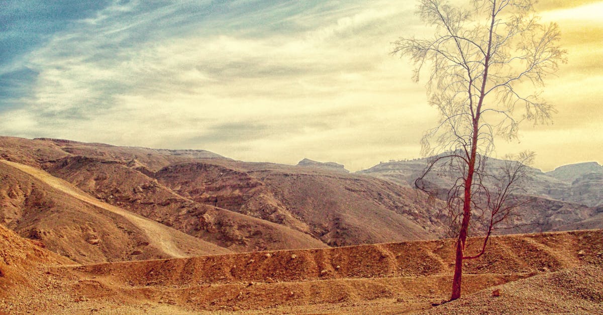 découvrez notre guide complet sur le sujet de la terre : ses types, son utilisation, les enjeux environnementaux et les meilleures pratiques pour préserver notre planète. explorez l'importance de la terre dans notre vie quotidienne et comment contribuer à sa protection.