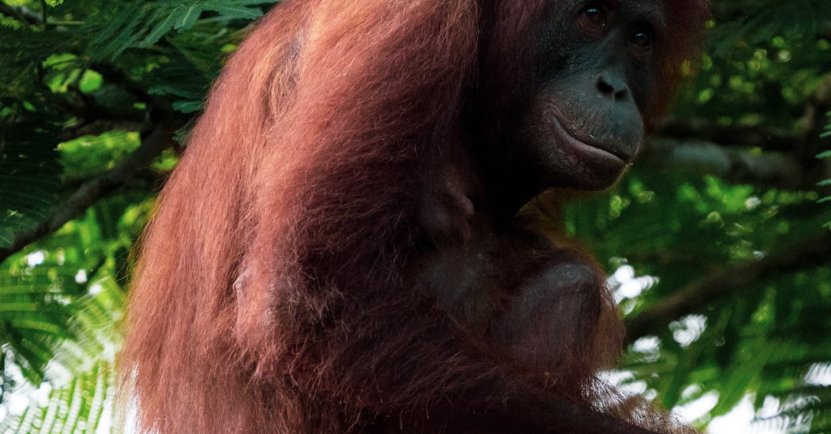 découvrez un environnement protégé dédié à la préservation de la nature, offrant un refuge pour la faune et la flore locales. explorez des initiatives de conservation essentielles et engagez-vous pour un avenir durable.