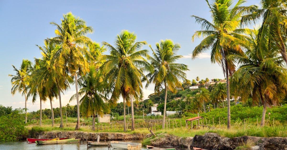 découvrez le mode de vie caribéen : une célébration de la culture, de la musique, de la gastronomie et des paysages à couper le souffle. plongez dans l'ambiance chaleureuse des îles des caraïbes et laissez-vous inspirer par leur joie de vivre.