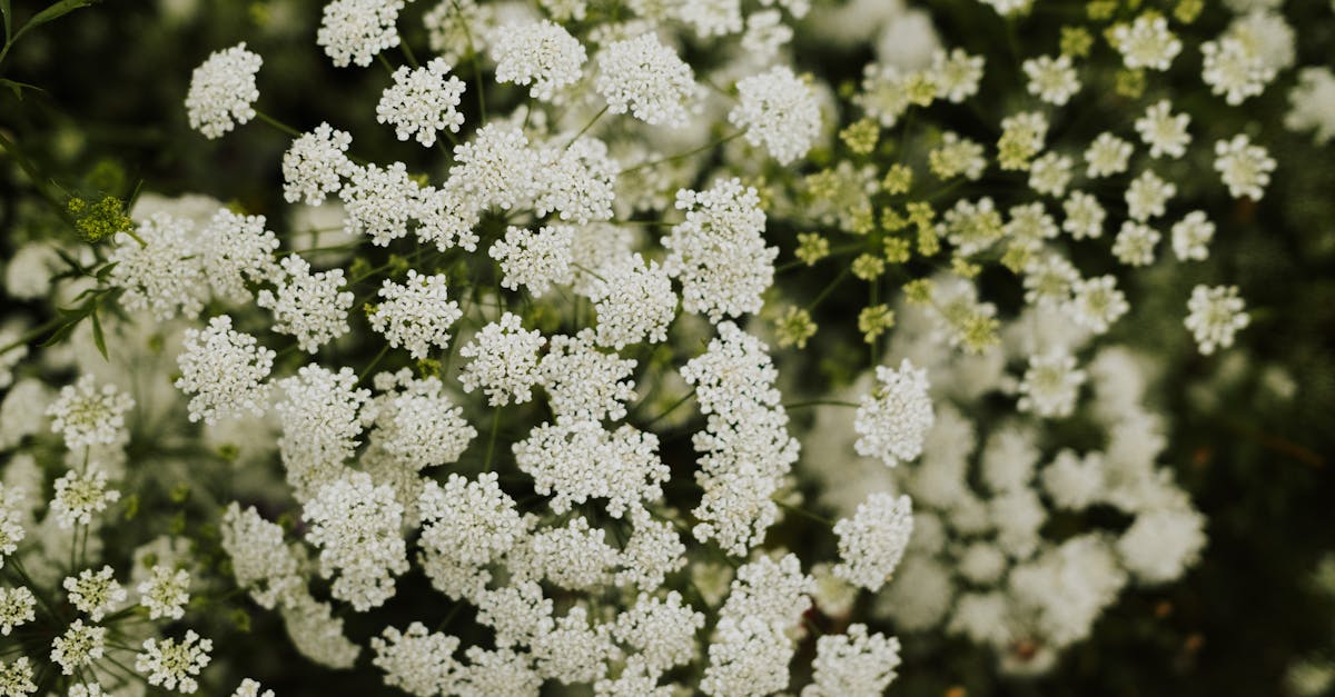 découvrez guava garden, un oasis de tranquillité où la nature et la beauté s'entremêlent. profitez de l'abondance des fruits exotiques, explorez des paysages enchanteurs et vivez une expérience inoubliable au cœur d'un jardin luxuriant.