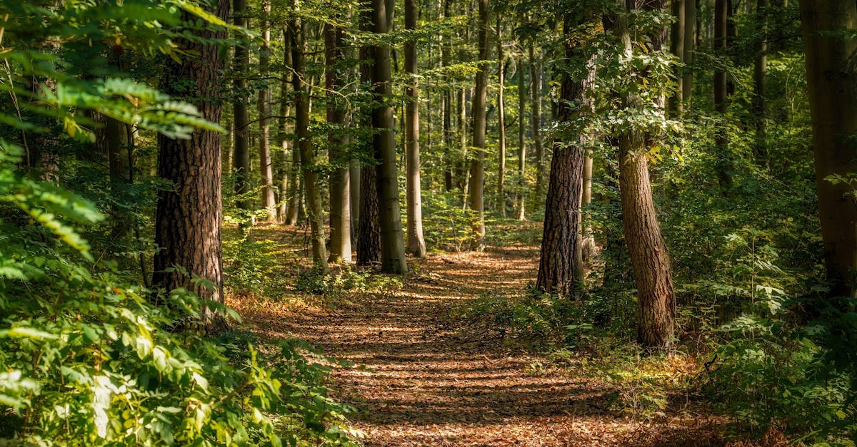 découvrez nos locations saisonnières pour des vacances inoubliables. profitez d'un large choix d'hébergements confortables et bien situés, idéaux pour explorer de nouvelles destinations. réservez dès maintenant pour vivre des moments mémorables en famille ou entre amis.