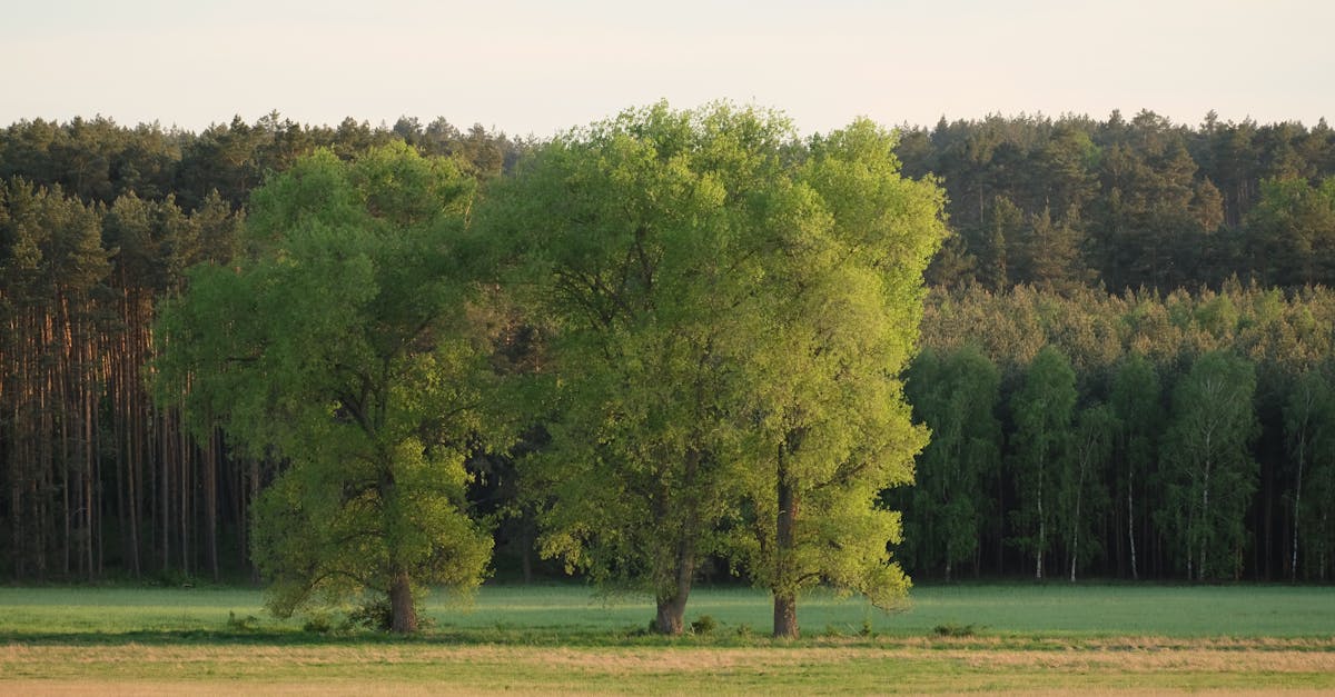 découvrez nos options de locations saisonnières idéales pour vos vacances. profitez du confort et de la flexibilité d'un hébergement adapté à vos besoins, que ce soit en bord de mer, à la montagne ou en plein cœur de la ville. réservez dès maintenant pour une escapade inoubliable!