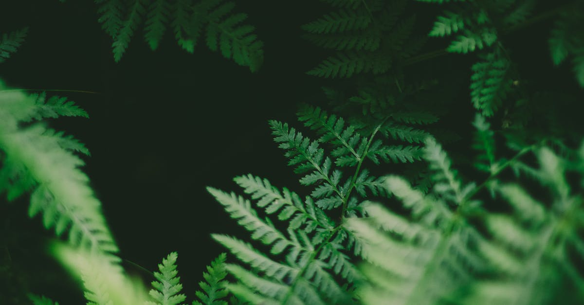 découvrez l'univers apaisant du greenery, une tendance qui célèbre la nature et la verdure dans nos espaces de vie. plantes d'intérieur, jardins luxuriants et conseils de décoration pour apporter une touche de fraîcheur et d'harmonie à votre environnement.