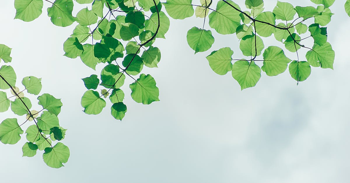 découvrez l'univers apaisant du jardin avec des conseils pour l'aménagement, l'entretien et le choix des plantes, pour créer un espace naturel propice à la détente et à la beauté.