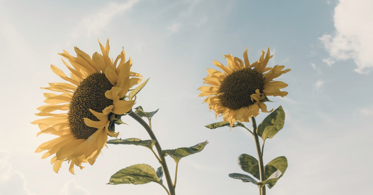 découvrez nos locations saisonnières idéales pour vos vacances. profitez de logements confortables et bien situés, pour une expérience inoubliable tout en explorant de nouvelles destinations.