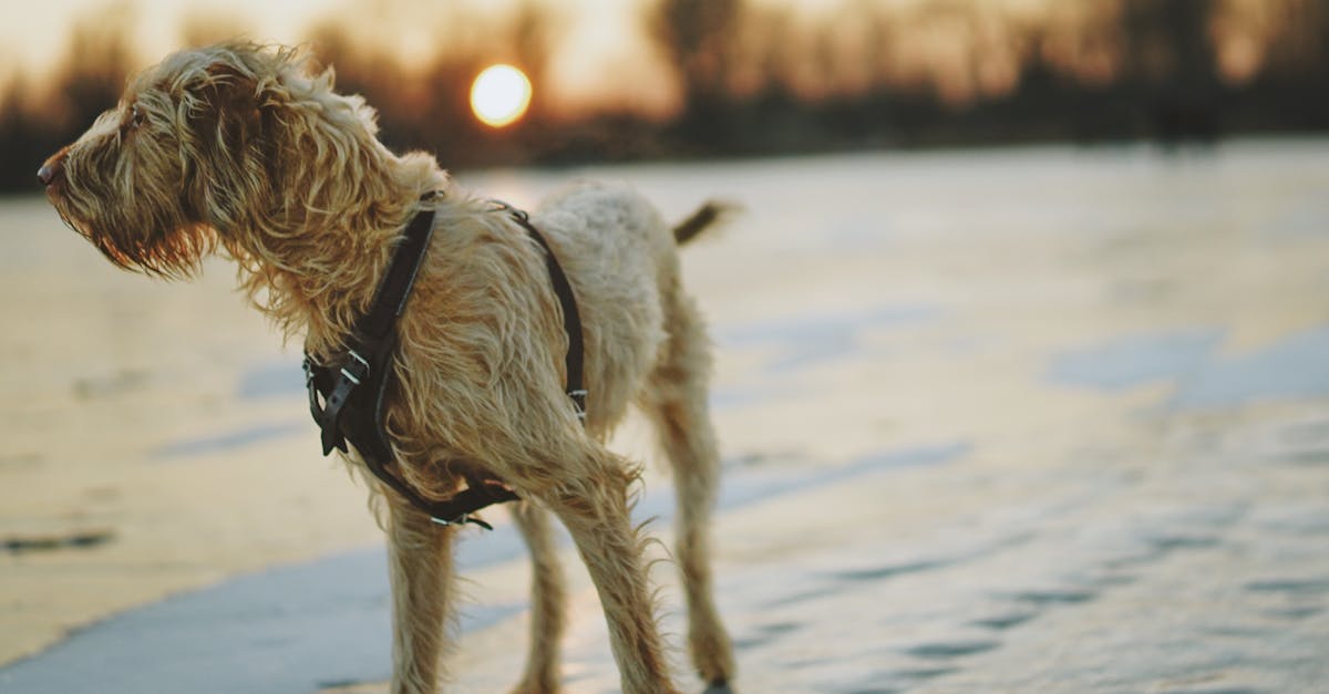découvrez nos locations saisonnières pour des escapades inoubliables. que vous recherchiez un chalet à la montagne ou un appartement en bord de mer, trouvez l'hébergement parfait pour profiter pleinement de vos vacances.
