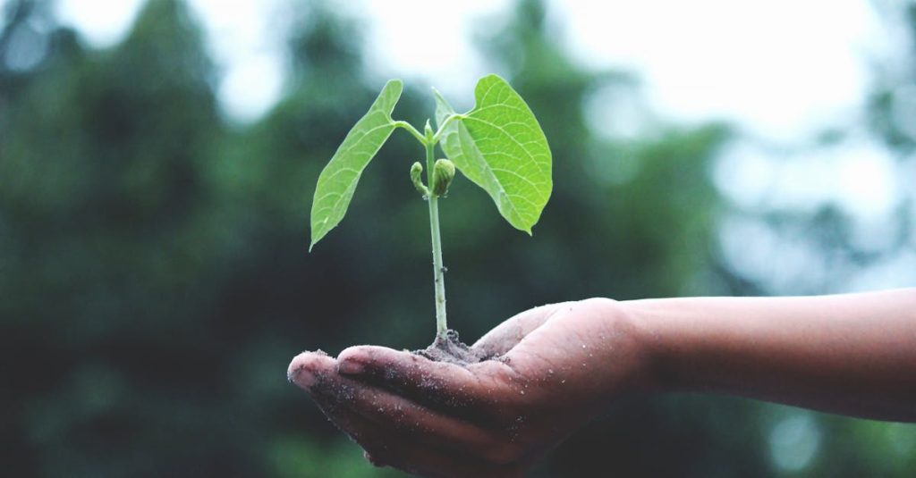 découvrez les clés de la durabilité avec notre guide complet sur la durabilité. apprenez comment intégrer des pratiques écologiques dans votre vie quotidienne pour préserver notre planète pour les générations futures.