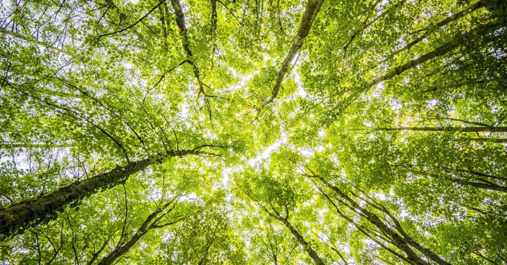découvrez l'importance de l'environnement et des défis contemporains liés à la préservation de notre planète. explorez des solutions durables pour un avenir écologique.