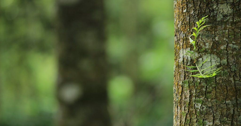 découvrez la beauté et la diversité de la nature, un monde fascinant où faune et flore s'épanouissent. explorez des paysages époustouflants, participez à des activités en plein air et apprenez l'importance de la préservation de notre planète.