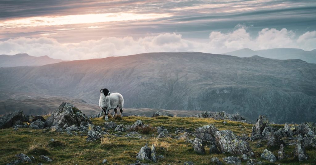 découvrez les highlands, une région majestueuse d'écosse, célèbre pour ses paysages époustouflants, ses montagnes majestueuses, ses lochs scintillants et sa culture riche. explorez des contrées sauvages, des châteaux historiques et vivez une expérience inoubliable au cœur de la nature.
