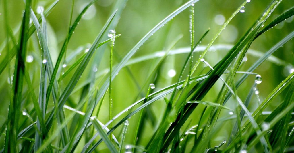 découvrez l'univers apaisant des plantes verdoyantes avec notre article sur 'greenery'. explorez les bienfaits des plantes d'intérieur, des tendances déco et des conseils d'entretien pour créer un havre de paix et de fraîcheur dans votre espace de vie.