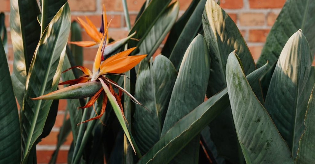 découvrez l'émerveillement d'un jardin tropical, où la nature enlacée crée un havre de paix. explorez la beauté des plantes exotiques, des fleurs vibrantes et des paysages enchanteurs qui invitent à la détente et à l'évasion. un véritable paradis sur terre pour les amoureux de la biodiversité.