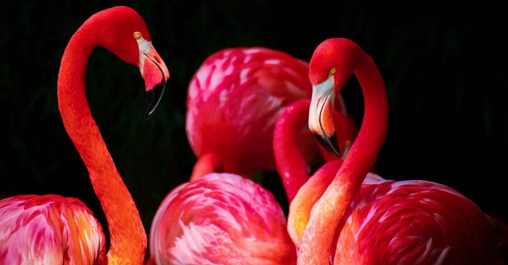 découvrez les merveilles des caraïbes : plages de sable blanc, eaux cristallines, cultures vibrantes et une biodiversité exceptionnelle. plongez dans un paradis tropical où l'aventure et la détente se rencontrent pour une expérience inoubliable.