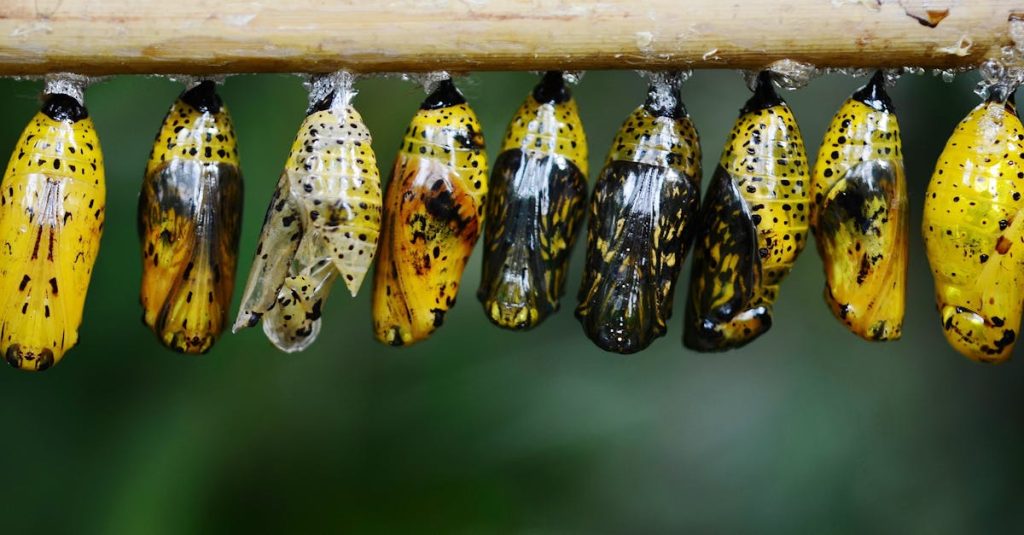 découvrez comment la transformation peut révolutionner votre quotidien. apprenez des techniques et stratégies pour évoluer, s'adapter et atteindre vos objectifs personnels et professionnels.