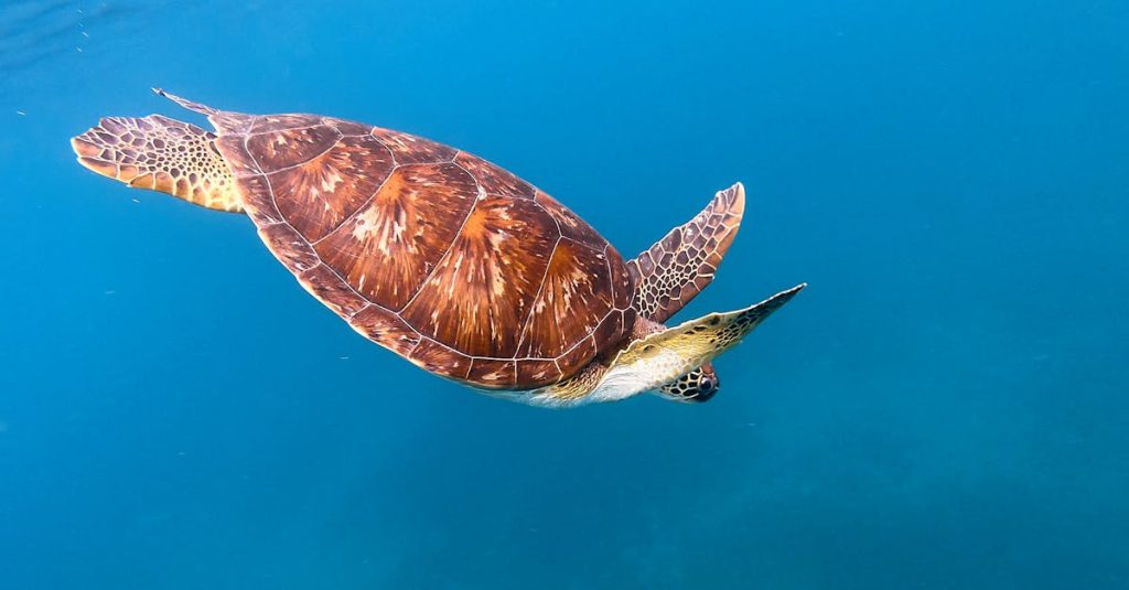 découvrez bouillante, une magnifique commune de la guadeloupe, réputée pour ses plages de sable fin, ses eaux cristallines et ses sources thermales. explorez la nature luxuriante, savourez la cuisine locale et profitez d'activités nautiques inoubliables dans ce véritable paradis caraïbien.