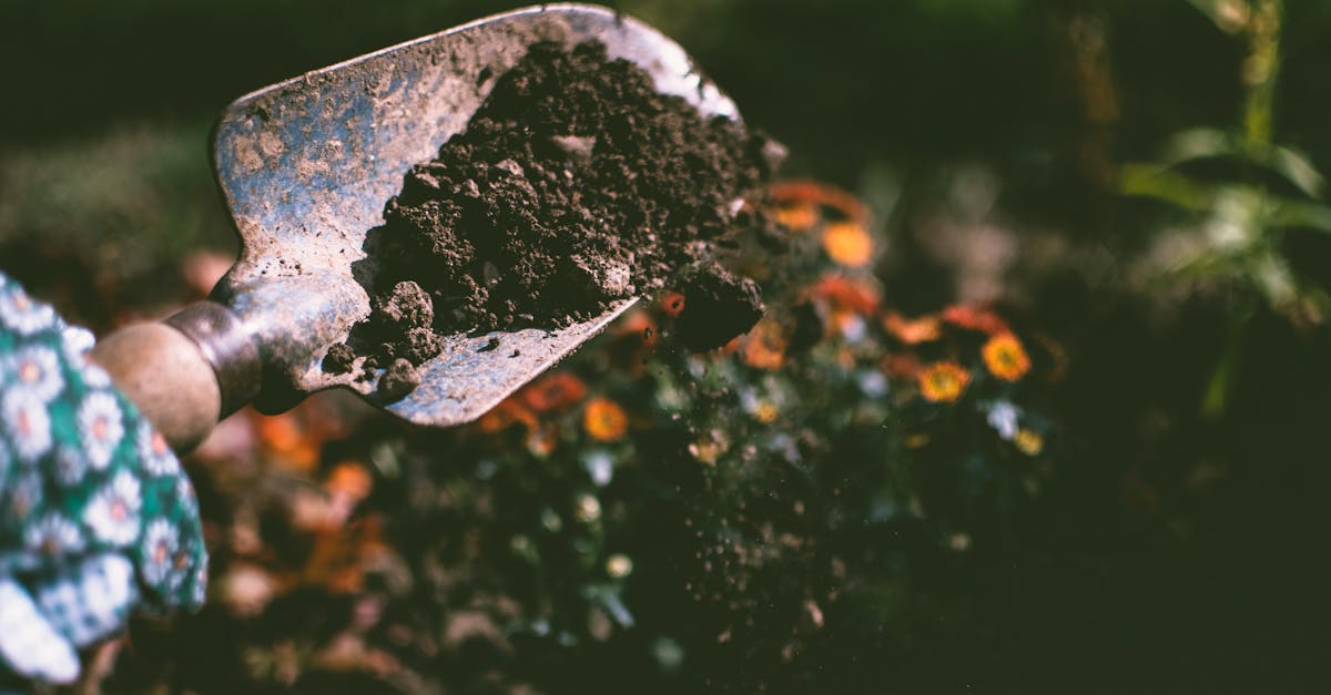 découvrez l'art du landscaping : transformez votre espace extérieur en un véritable oasis verdoyant. apprenez des astuces sur l'aménagement paysager, le choix des plantes et l'harmonisation des éléments pour créer un environnement extérieur enchanteur qui reflète votre style et vos goûts.