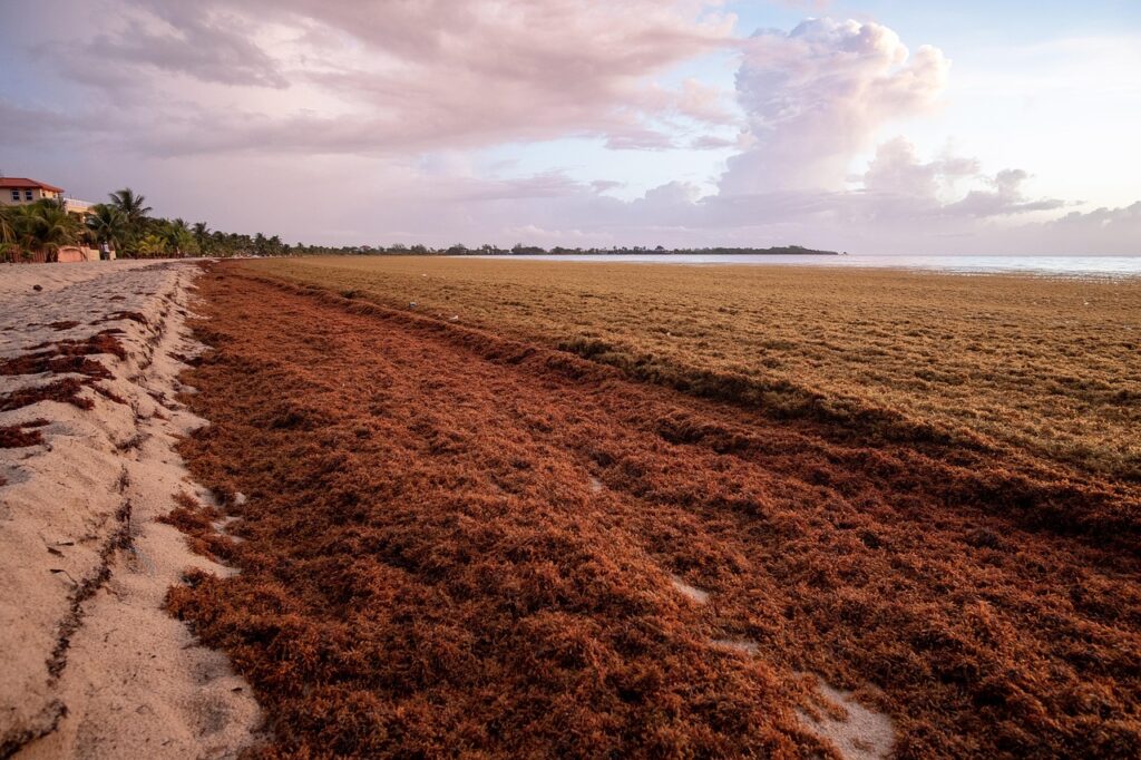 découvrez le sargassum, une algue marine fascinante aux multiples bienfaits. apprenez-en plus sur son impact sur l'environnement, son utilisation en agriculture et ses potentialités dans l'industrie. explorez cet écosystème unique et son rôle crucial dans la santé de nos océans.